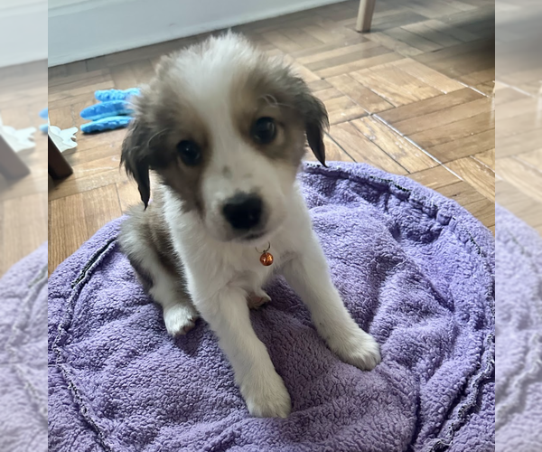 Medium Photo #2 Great Pyrenees-Unknown Mix Puppy For Sale in Brooklyn, NY, USA