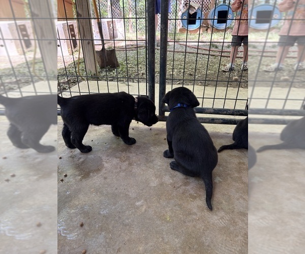 Medium Photo #18 Labrador Retriever Puppy For Sale in ROCKMART, GA, USA