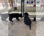 Small #17 Labrador Retriever