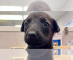 Small #2 German Shepherd Dog Mix