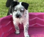 Puppy Red collar Texas Heeler