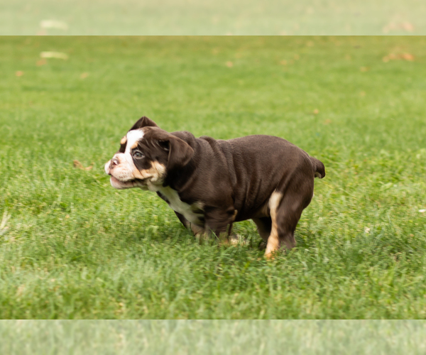 Medium Photo #5 English Bulldog-Olde English Bulldogge Mix Puppy For Sale in MILFORD, IN, USA