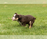 Small #4 English Bulldog-Olde English Bulldogge Mix