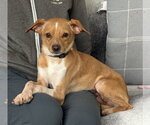 Small #3 Chihuahua Mix