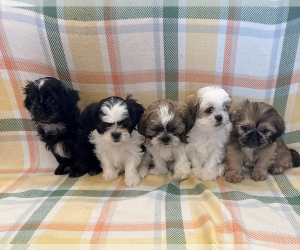 Medium Photo #1 Shih Tzu Puppy For Sale in MONROE, NC, USA