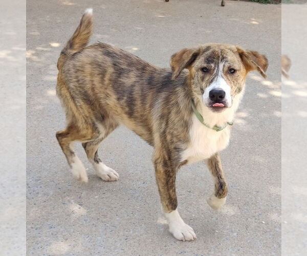 Medium Photo #6 Border Collie-Plott Hound Mix Puppy For Sale in Talladega, AL, USA