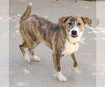 Small #5 Border Collie-Plott Hound Mix