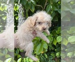 Image preview for Ad Listing. Nickname: Mia