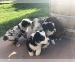 Small Photo #2 Australian Shepherd Puppy For Sale in SOUTH GATE, CA, USA