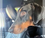 Small #1 Doberman Pinscher
