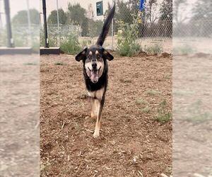 Shollie Dogs for adoption in Denver, CO, USA