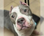 Small #1 American Staffordshire Terrier