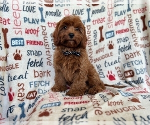Cavapoo Puppy for sale in LAKELAND, FL, USA