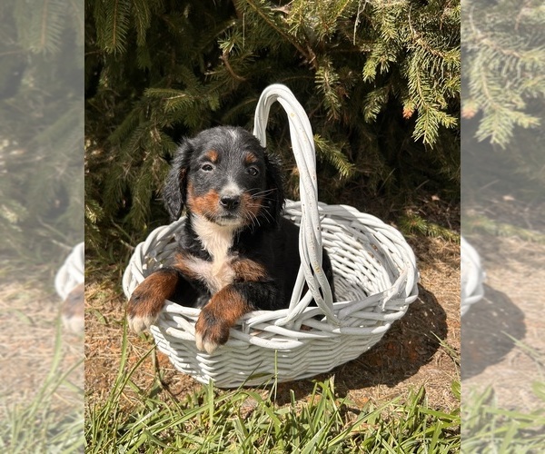 Medium Photo #4 Bernedoodle Puppy For Sale in MIDDLEBURY, IN, USA