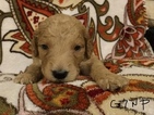 Small Photo #4 Goldendoodle Puppy For Sale in EAST ELLIJAY, GA, USA
