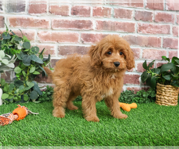 Medium Photo #4 Cavapoo (Miniature) Puppy For Sale in SYRACUSE, IN, USA