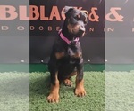 Small Photo #4 Doberman Pinscher Puppy For Sale in CAVE CITY, KY, USA