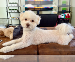 Small #4 Poochon