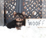 Small #1 Yorkshire Terrier