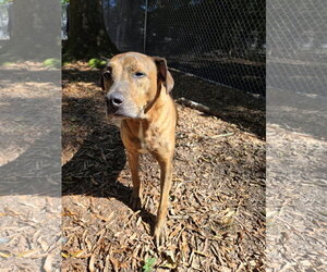 Hugh - Male Plott Hound-Unknown Mix Dog for Adoption - Photo #6