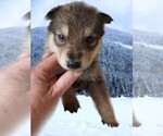Small Photo #1 Wolf Hybrid Puppy For Sale in BYBEE, TN, USA