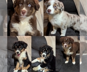 Australian Shepherd Litter for sale in WEST COXSACKIE, NY, USA