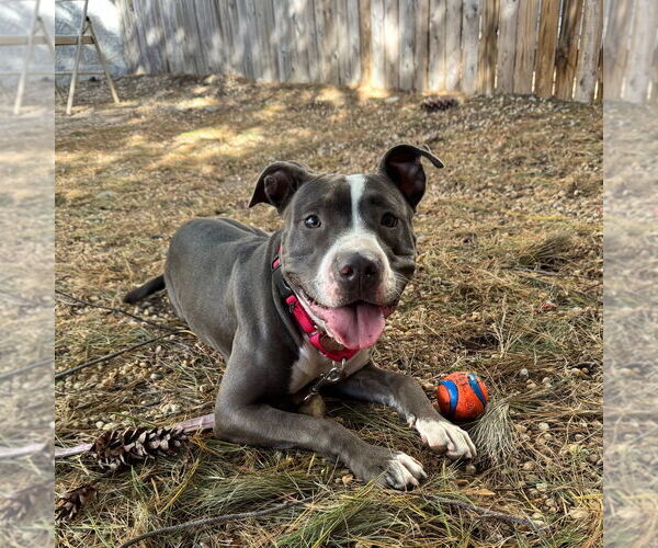 Medium Photo #11 Mutt Puppy For Sale in Philadelphia, PA, USA