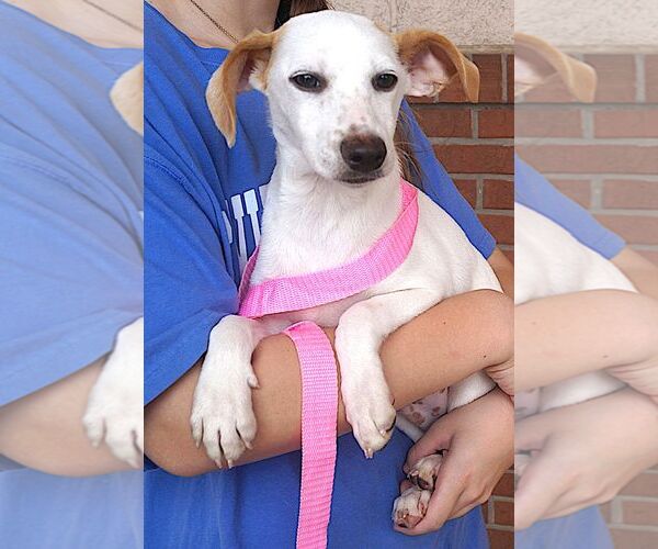 Medium Photo #2 Jack Russell Terrier-Unknown Mix Puppy For Sale in Carrollton, TX, USA