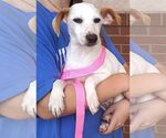 Small #1 Jack Russell Terrier Mix