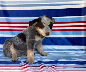 Australian Cattle Dog Puppy for sale in LANCASTER, PA, USA