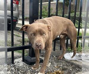 Mutt Dogs for adoption in Martinez, CA, USA