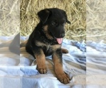 Small Photo #1 German Shepherd Dog Puppy For Sale in BOWLING GREEN, KY, USA