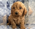 Puppy Puppy 4 Cavapoo (Miniature)