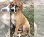 Small Photo #2 Boxer Puppy For Sale in Houston, TX, USA