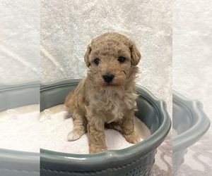 Poodle (Miniature) Puppy for sale in ADAMSVILLE, TN, USA