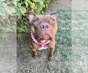 Gryffin - Female American Pit Bull Terrier-Unknown Mix Dog for Adoption - Photo #13