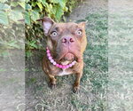 Small Photo #13 American Pit Bull Terrier-Unknown Mix Puppy For Sale in Redlands, CA, USA
