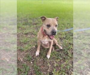 American Pit Bull Terrier Dogs for adoption in Vero Beach, FL, USA