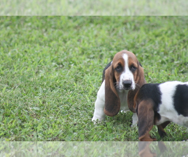 Medium Photo #80 Basset Hound Puppy For Sale in MEMPHIS, MO, USA