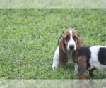 Small #5 Basset Hound