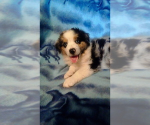 Miniature American Shepherd Puppy for sale in DUNCAN, OK, USA