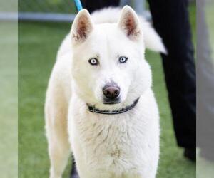 Siberian Husky Dogs for adoption in Camarillo, CA, USA