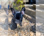 Small Photo #15 French Bulldog Puppy For Sale in HOPKINSVILLE, KY, USA