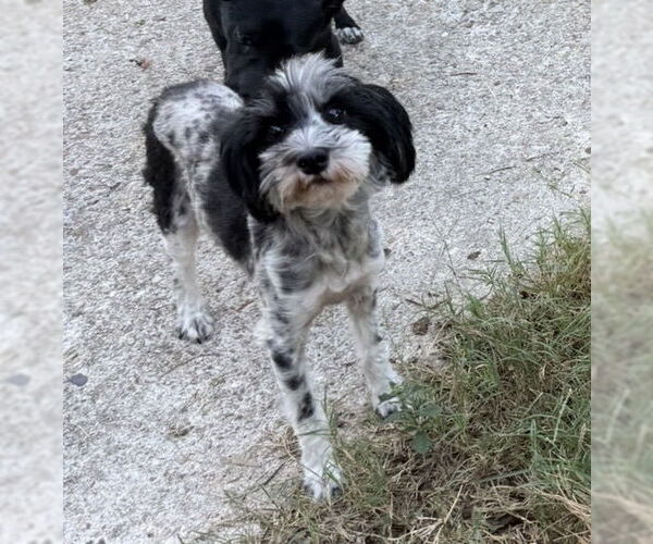 Medium Photo #4 Miniature Schnauzer-Unknown Mix Puppy For Sale in Oakhurst, NJ, USA