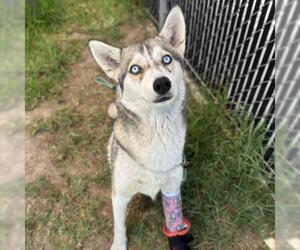 Medium Siberian Husky