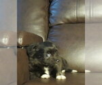 Small #19 Chihuahua