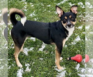 American Rat Pinscher Dogs for adoption in Batavia, OH, USA