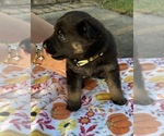 Puppy Puppy 6 German Shepherd Dog