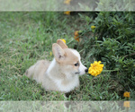 Small Photo #9 Pembroke Welsh Corgi Puppy For Sale in ELKTON, KY, USA