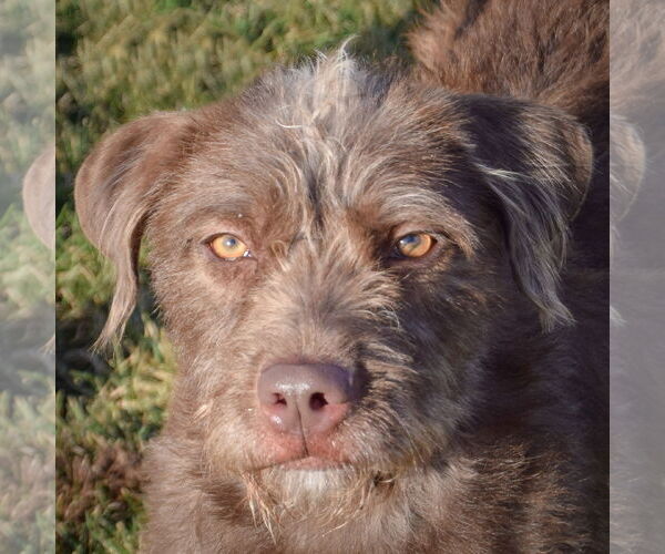 Medium Photo #7 Mutt Puppy For Sale in Huntley, IL, USA